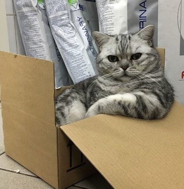 Praxiskatze Konsti